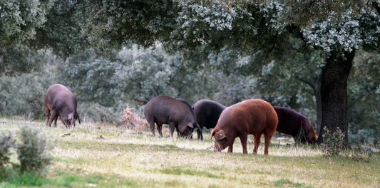 Celebrating Easter with Mangalitsa and Iberico Ham: A Rich Tradition