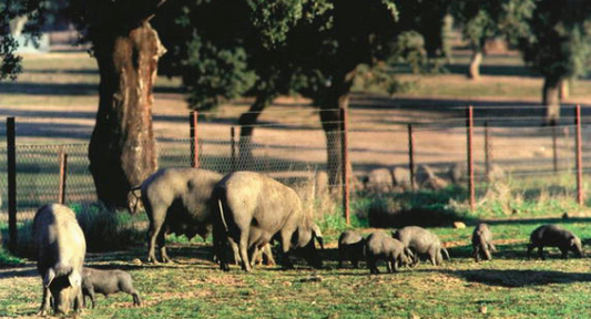 Sustainable Holiday Cooking: Why Mangalitsa and Iberico Should Be on Your Table